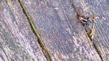 Spider sits on a macro board color