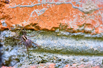 Spider sits on a brick general plan color