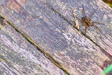 Spider sits on a macro board color