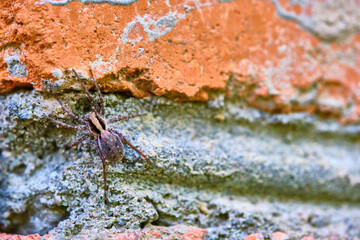 Spider sits on a brick general plan color