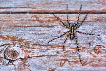 Spider sits on a macro board color