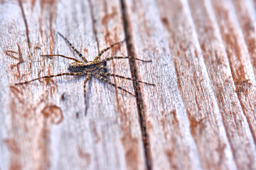 Spider sits on a macro board color