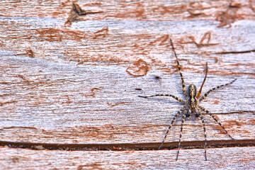 Spider sits on a macro board color