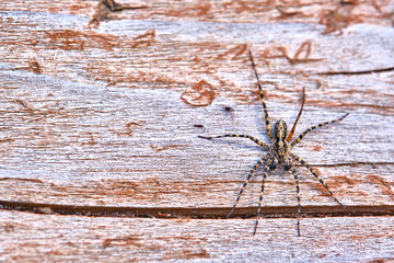 Spider sits on a macro board color
