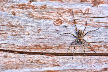 Spider sits on a macro board color
