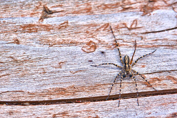 Spider sits on a macro board color