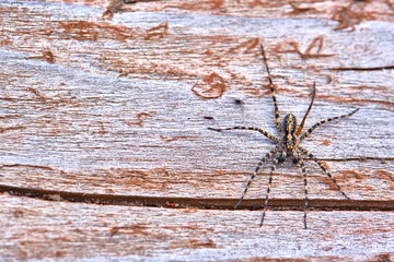 Spider sits on a macro board color