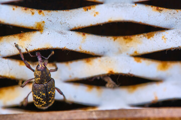 Beetle crawls on metal grate general plan color
