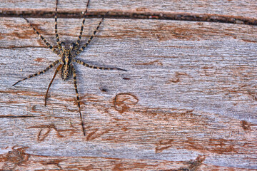 Spider sits on a macro board color