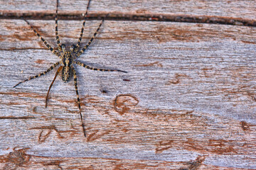 Spider sits on a macro board color