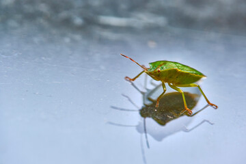field bedbug sits on the glass color