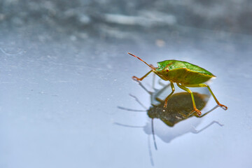 field bedbug sits on the glass color