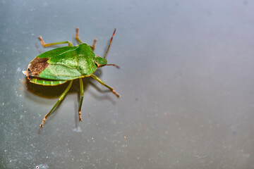 field bedbug sits on the glass color