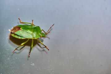 field bedbug sits on the glass color