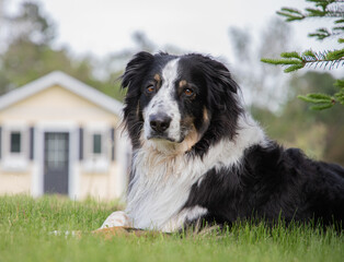 A beautiful collie australian shepherd mix resting in the grass on a rural property 