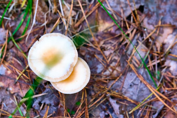 beautiful mushrooms in the forest general plan color