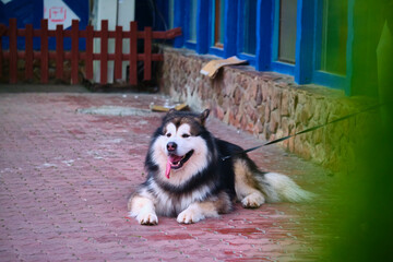 Fototapeta na wymiar big husky dog on a leash general plan color