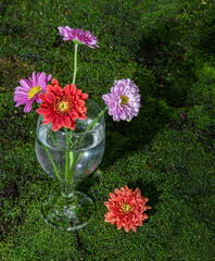 chrysanthemum flowers in a wine glass vase