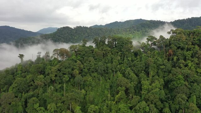 Rainforest and clouds. Aerial view of rain forest jungle. Mist,fog and mountains in Southeast Asia