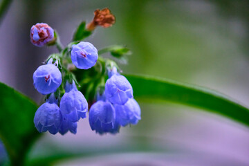 beautiful wildflowers macro color blur background