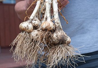 Naklejka premium Holding fresh garlic from garden