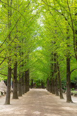 Naklejka premium Nami Island in Spring at Chunchon South Korea