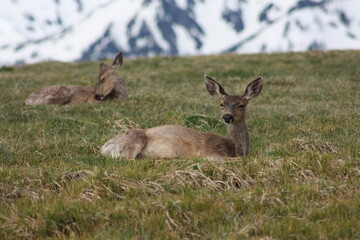 Naklejka na ściany i meble A pair of alpine deer
