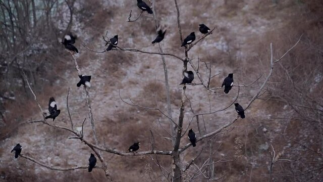 A flock of crows flying away from dry rocks, winter dead trees and black birds