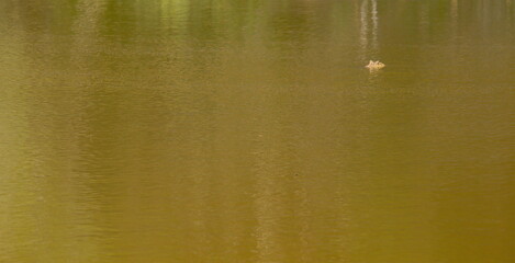 Yacaré en el agua - Chaco 