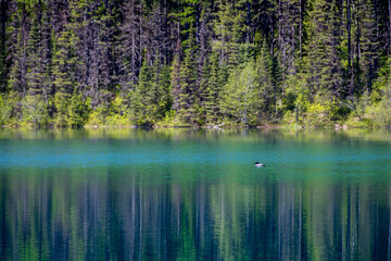 Fototapeta na wymiar Cormorant floating in lake