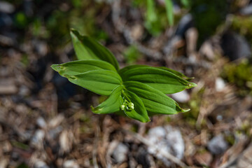 False Solomon's-seal close-up