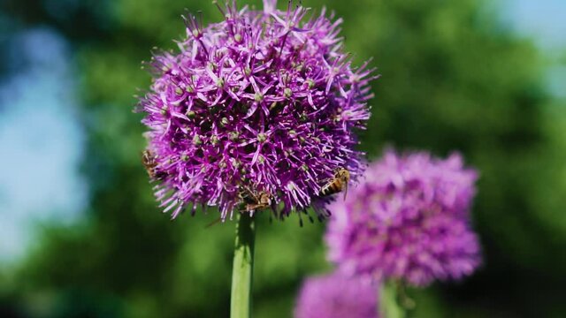 Slow-motion shots of bees collecting nectar from garden flowers. Beautiful slow motion images