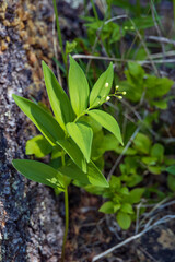 False Solomon's-seal close-up