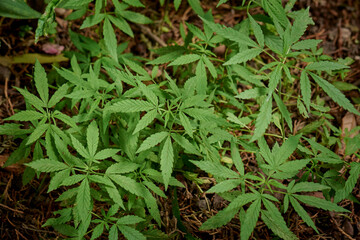Fototapeta premium Plantas de marihuana en el campo