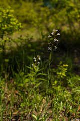 Small purple wildflowers on long stem
