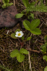 Wild Strawberry Blossom