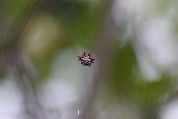 spiny orb weaver