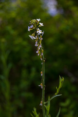 Small purple wildflowers on long stem