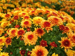 Gold color Chrysanthemum flowers at full bloom