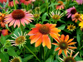 Coneflower with variety of colors blooming in the summer