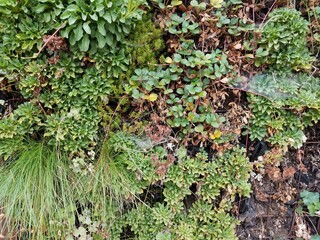 plants with green leaves and grasses on wall
