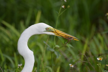 Great Egret