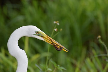 great egret