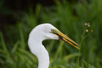 Great Egret