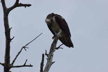 Osprey Hunting