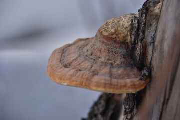 ZAKOPANE POLAND IN WINTER