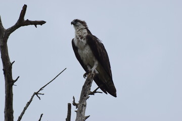 Osprey Hunting