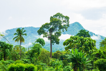 Fototapeta premium High tropical tree growing in a natural park with mountian and clouds after rain fall in the morning.