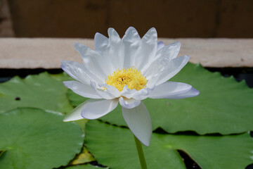 White lotus flower in nature background