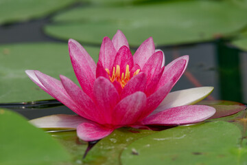 Lotus pink flower blooming background
